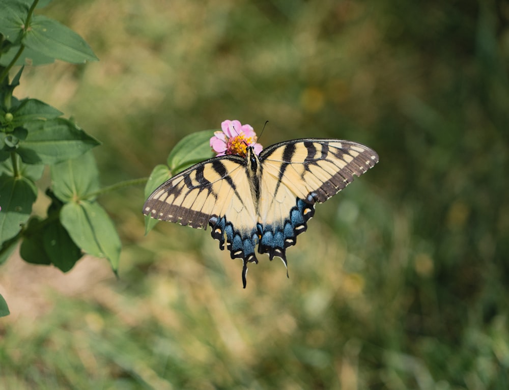 a butterfly on a flower