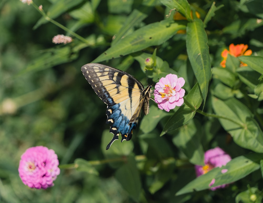 a butterfly on a flower