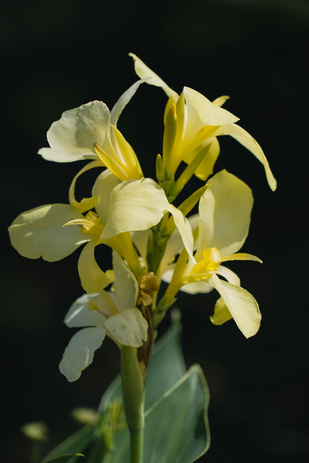 a close-up of a flower