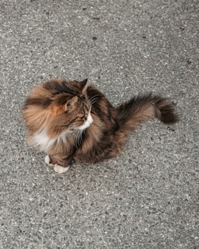 a cat sitting on the ground