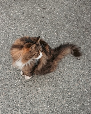 a cat sitting on the ground