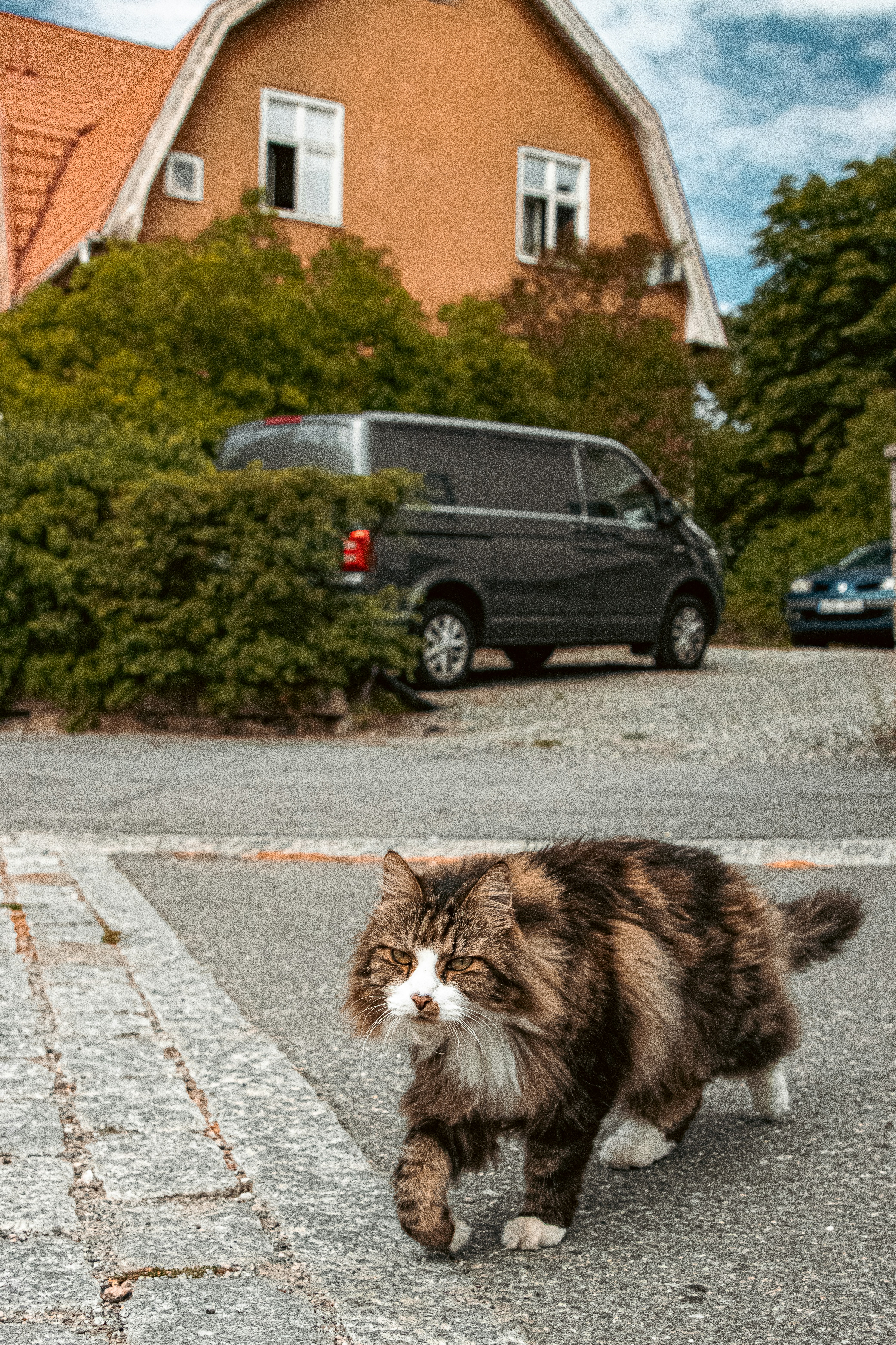 Following You Like a Furry Shadow (image credits: unsplash)
