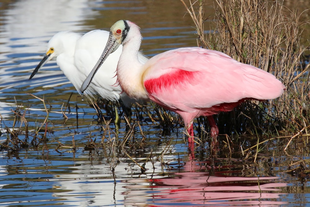 a couple of birds standing in water