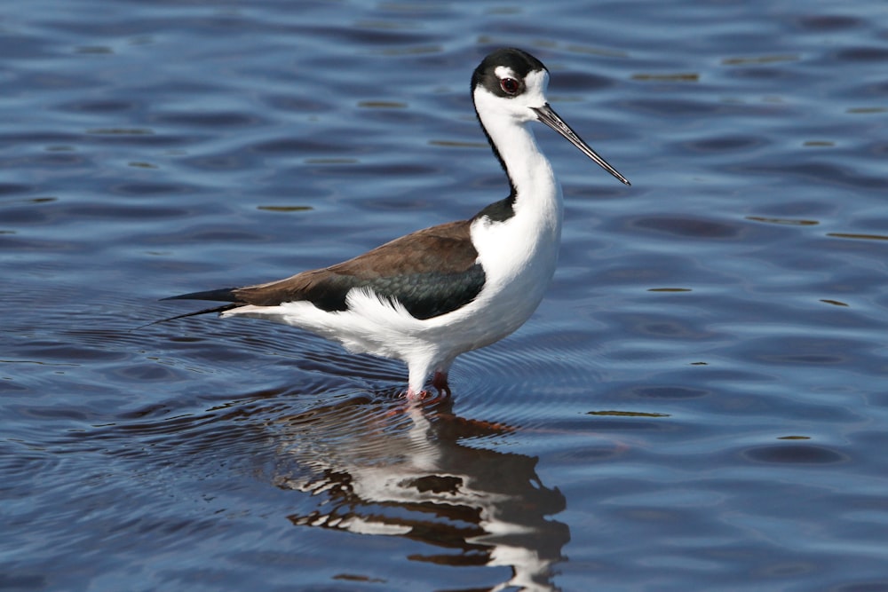 a bird standing in water