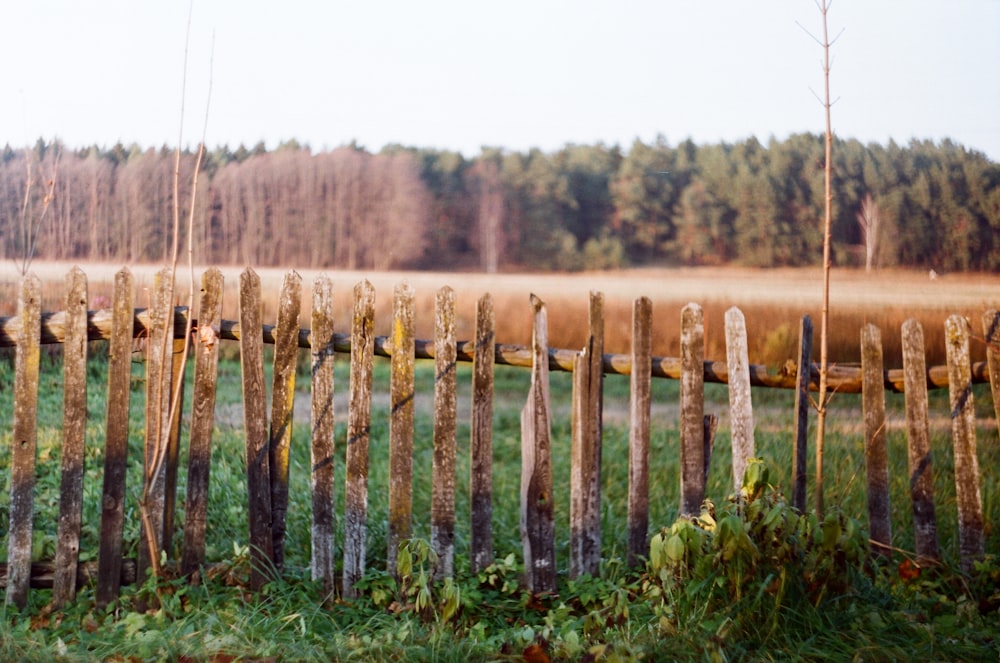 a field of plants with a fence