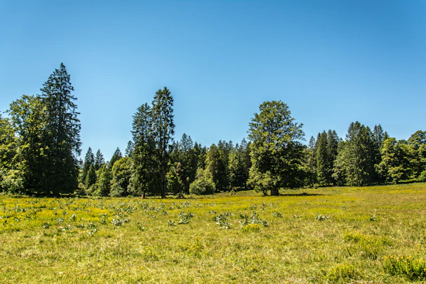 A spacious empty lot surrounded by trees and gentle hills.