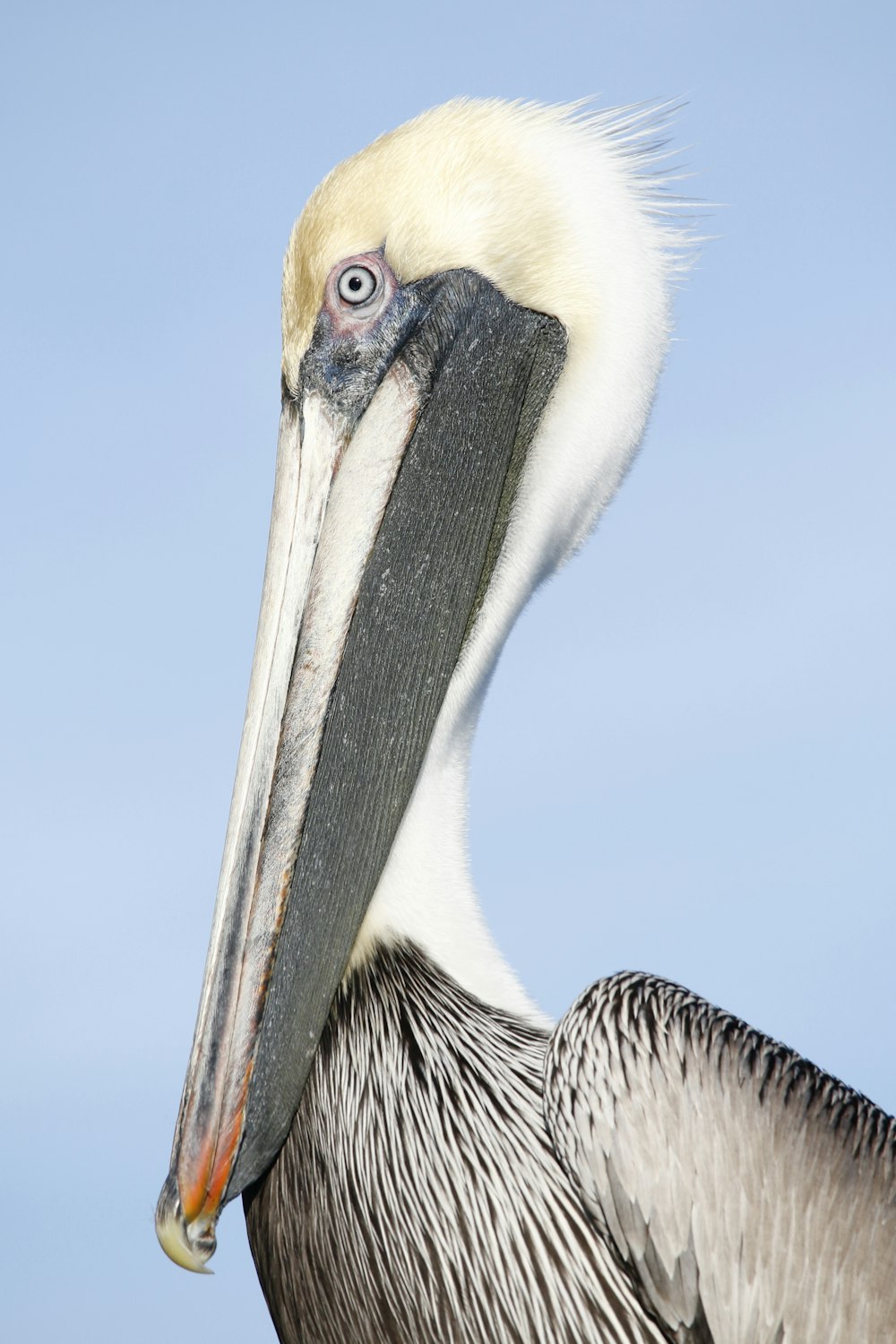 a white and brown bird