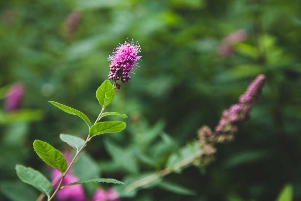 a close up of a purple flower