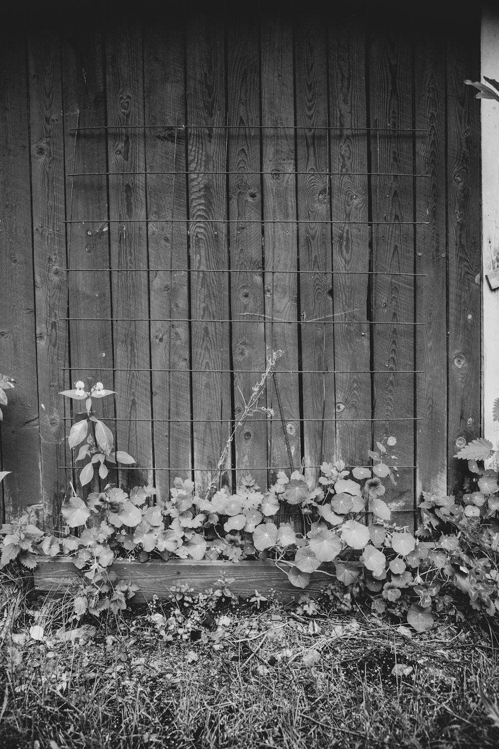 a fence with flowers