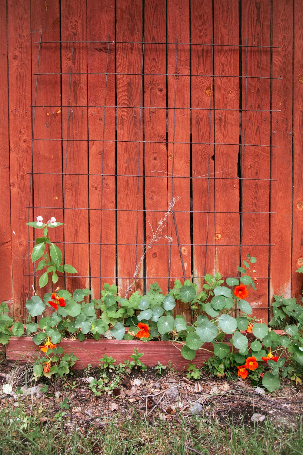 a garden with a red fence