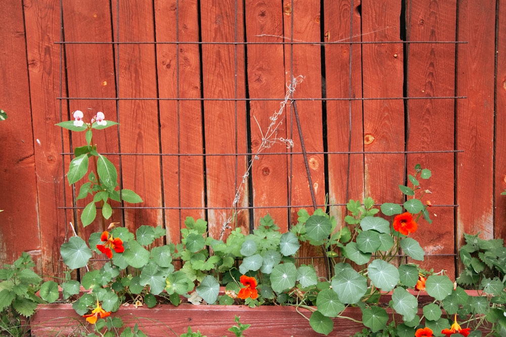 a group of flowers next to a wooden fence