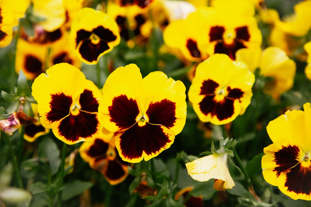 Un grupo de flores amarillas