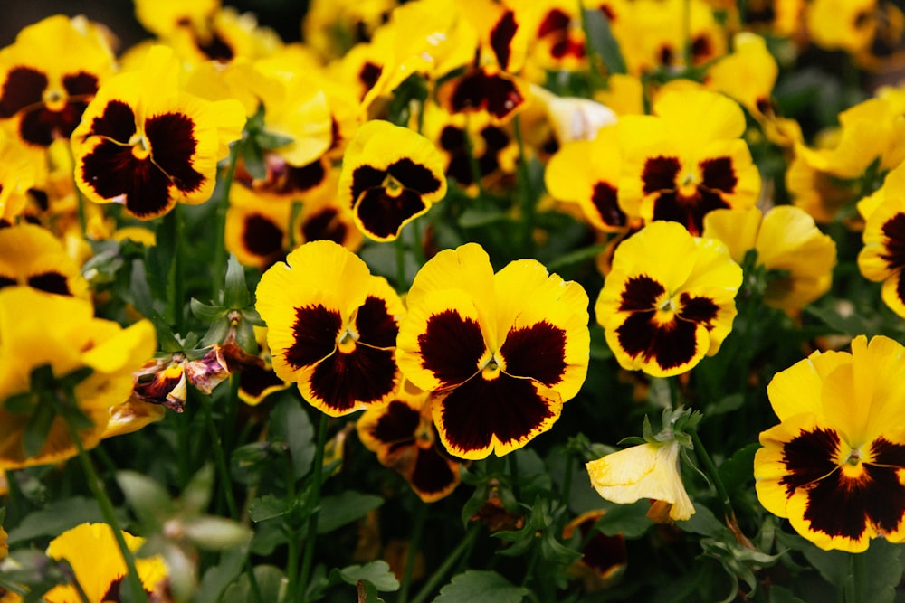 a group of yellow flowers