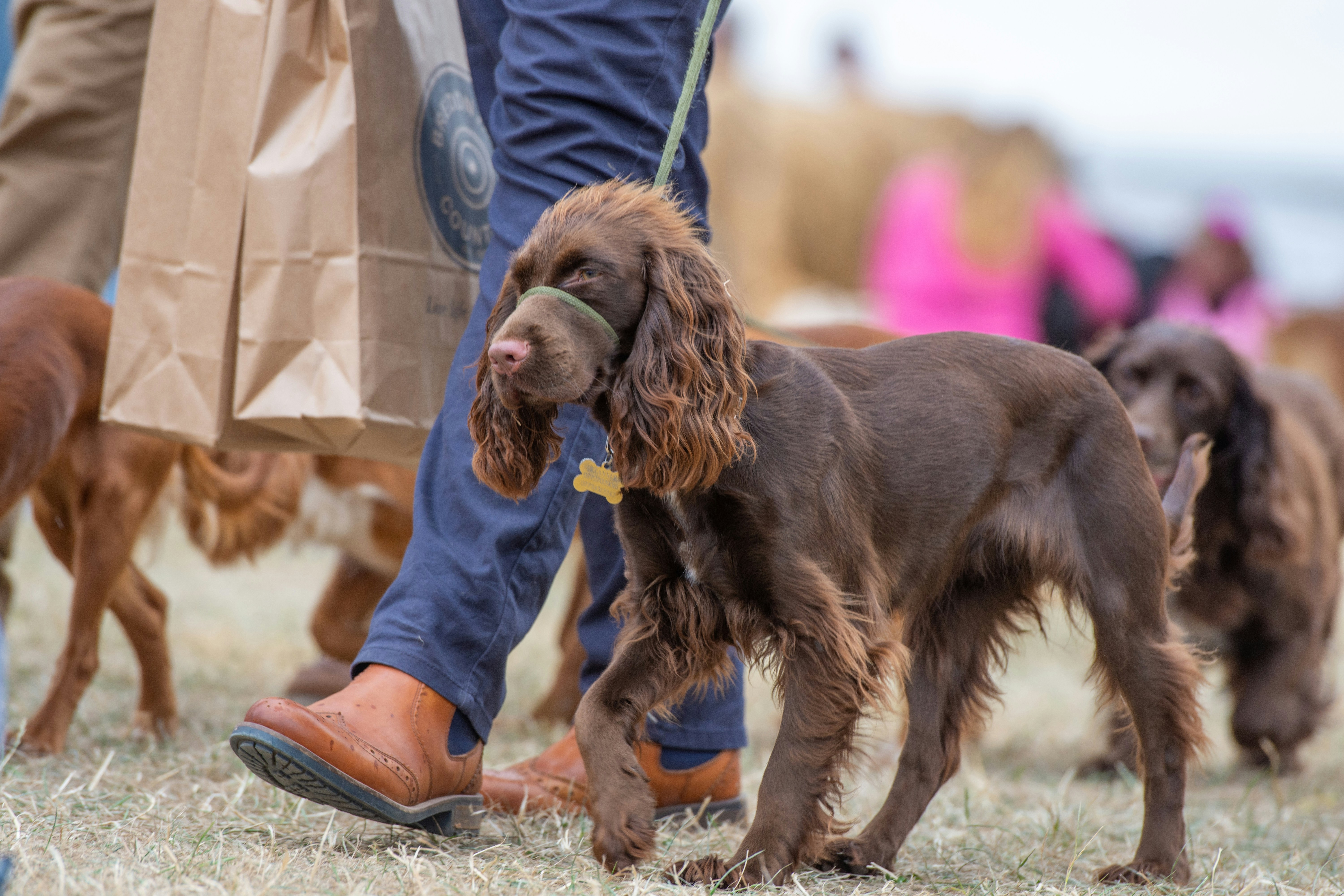 ESC Cordemais (Éducation Sport Canin) — Cordemais