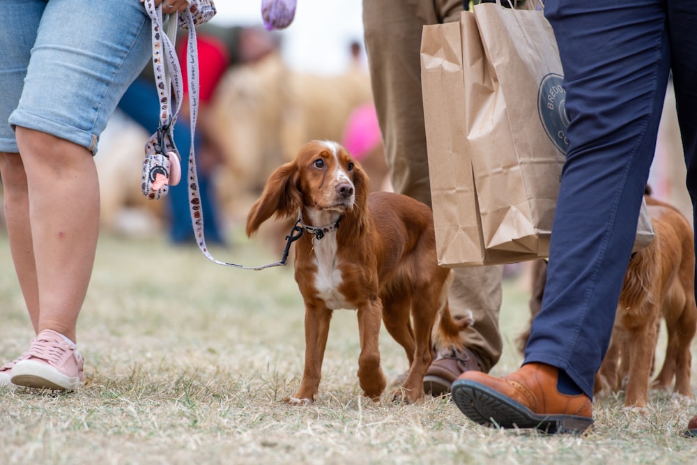 a dog on a leash being walked by a person