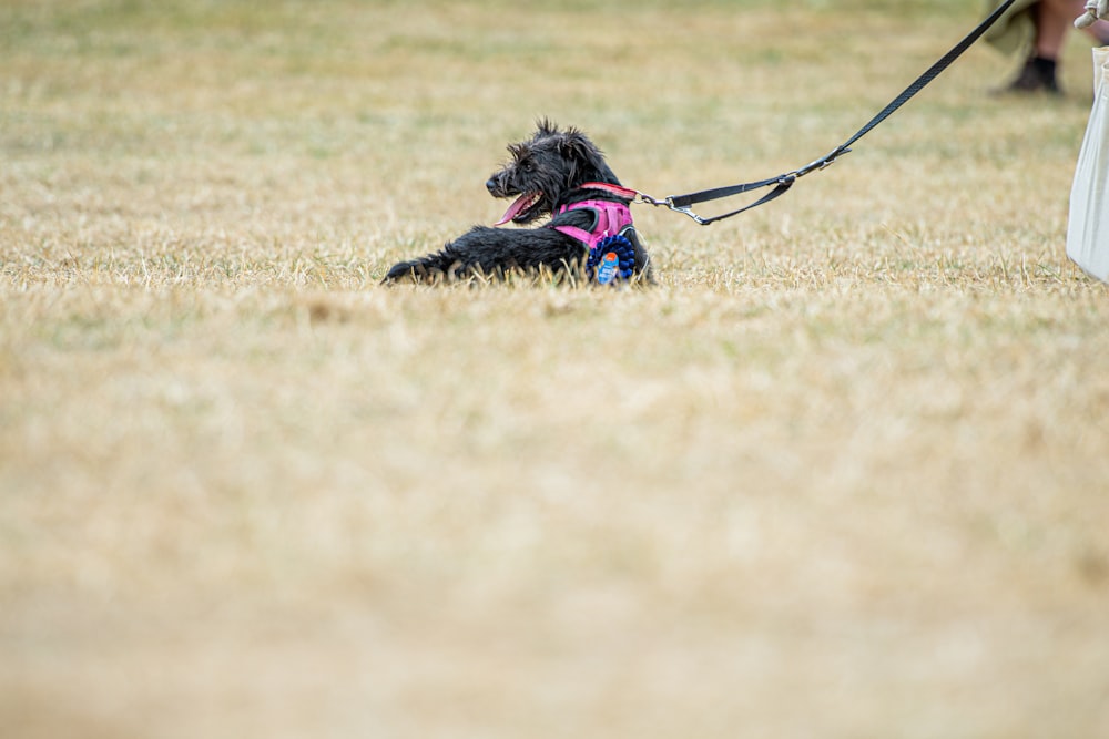 a dog running on a leash