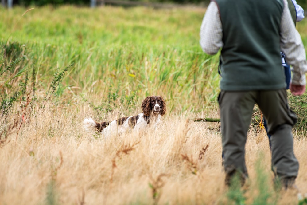 a dog lying in the grass