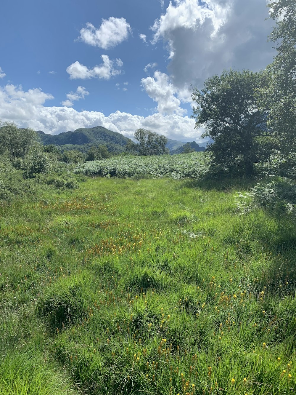 una zona erbosa con alberi e montagne sullo sfondo