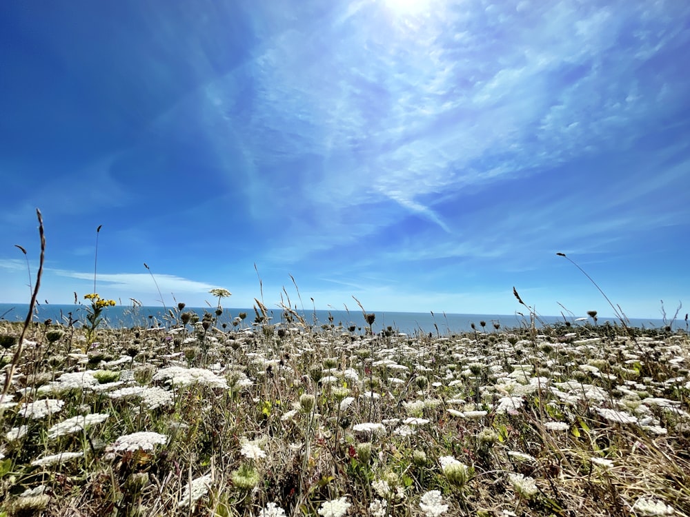 a field of flowers