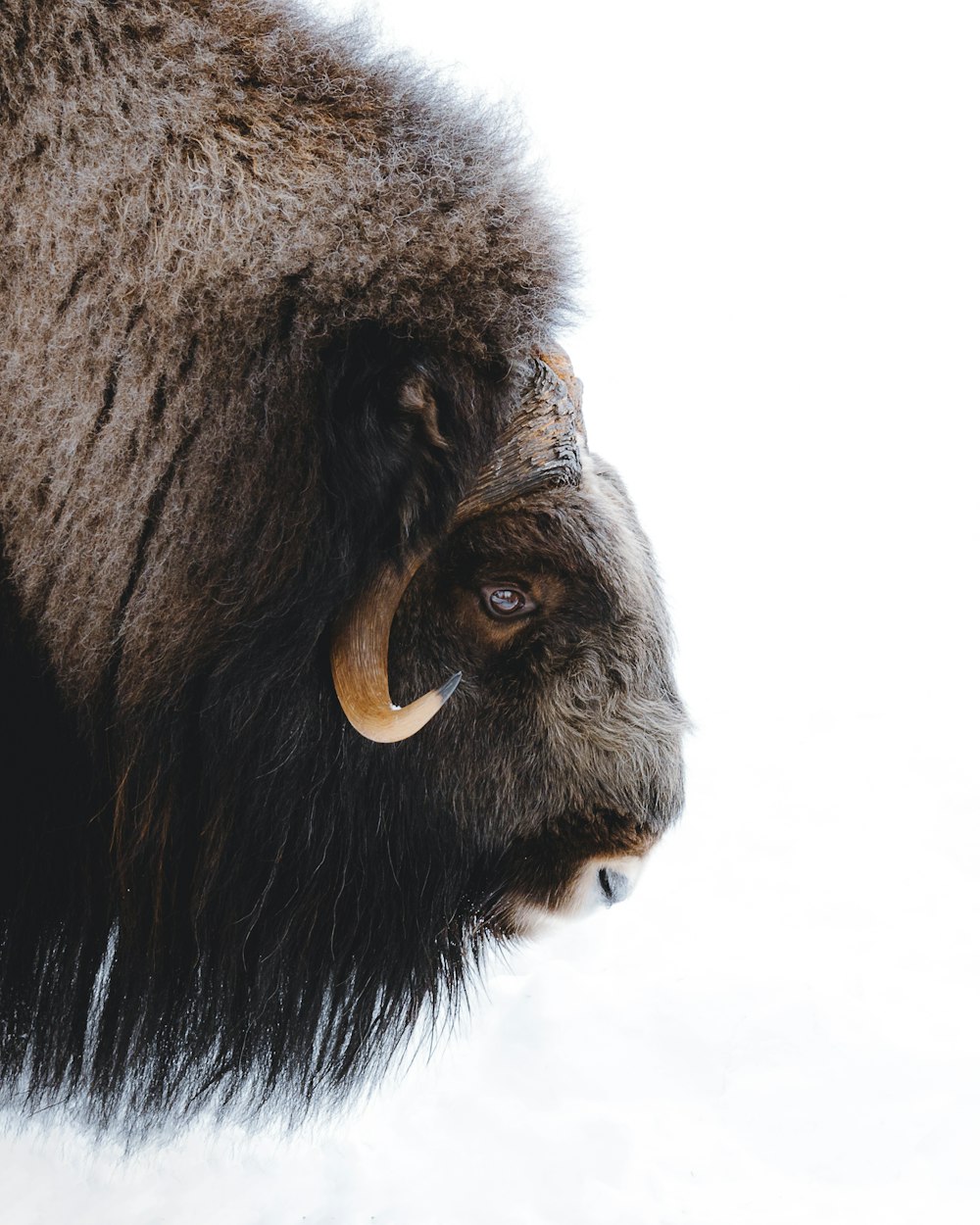 a close up of a bear