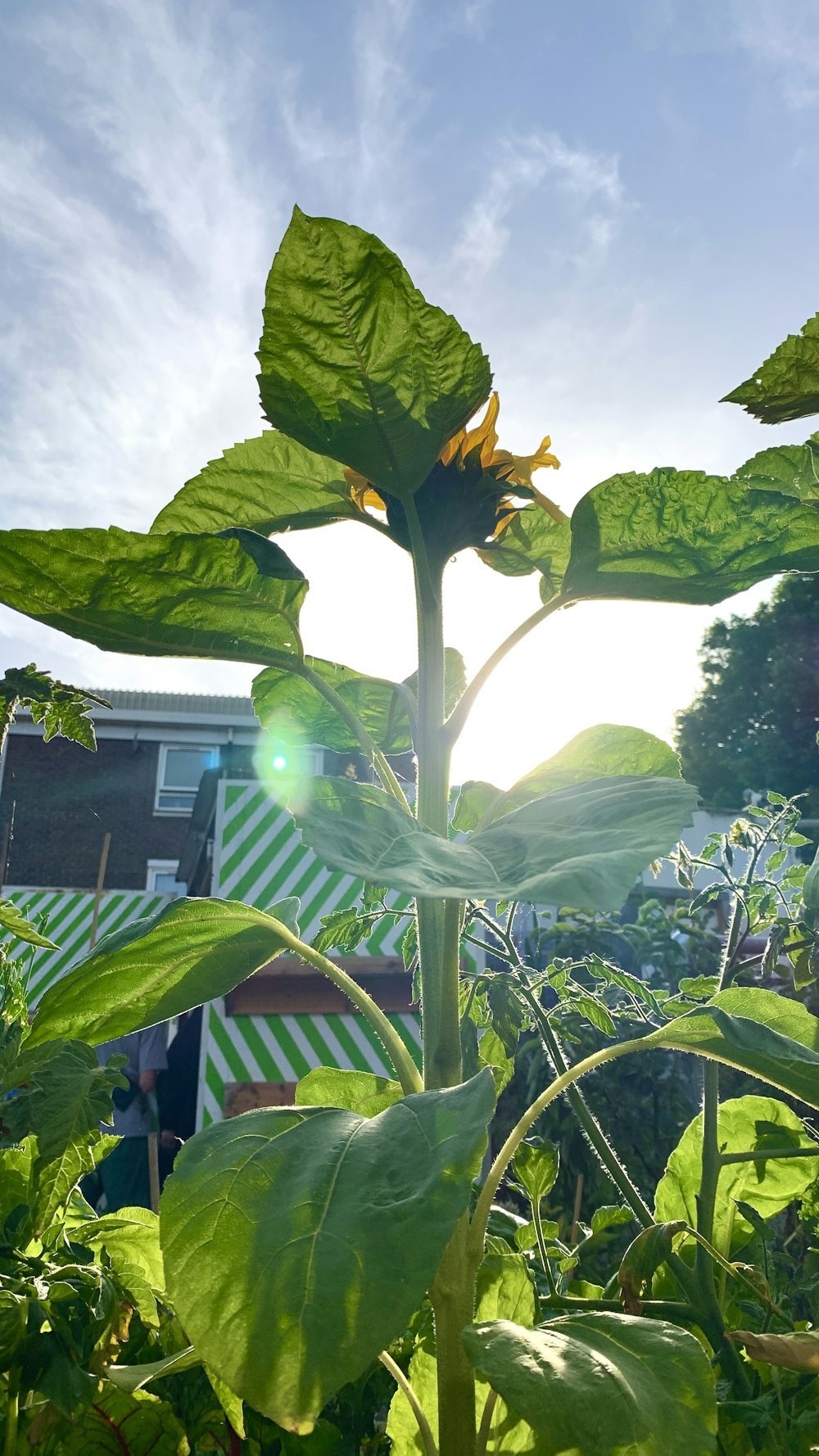 a plant with leaves