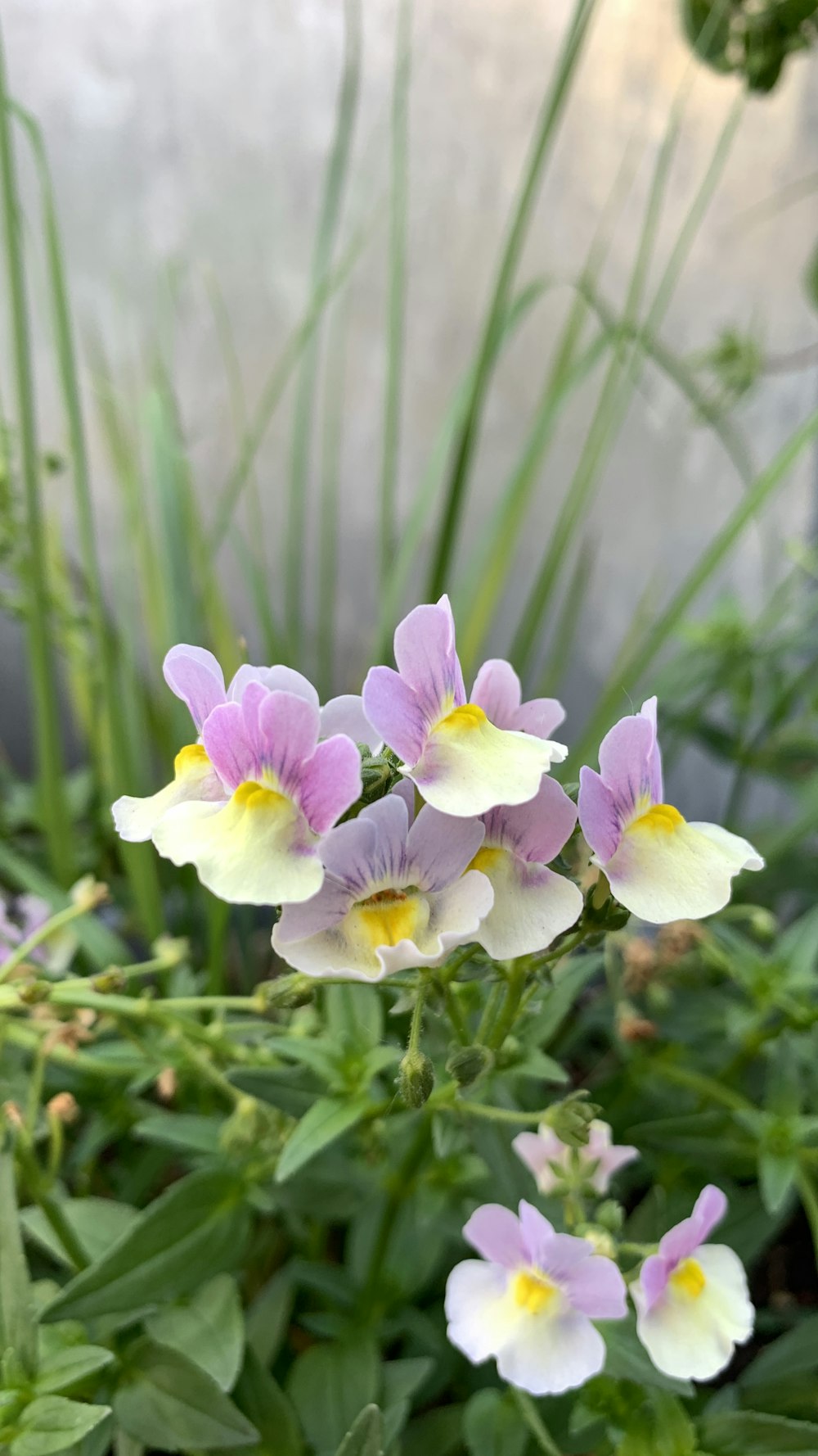 a group of flowers