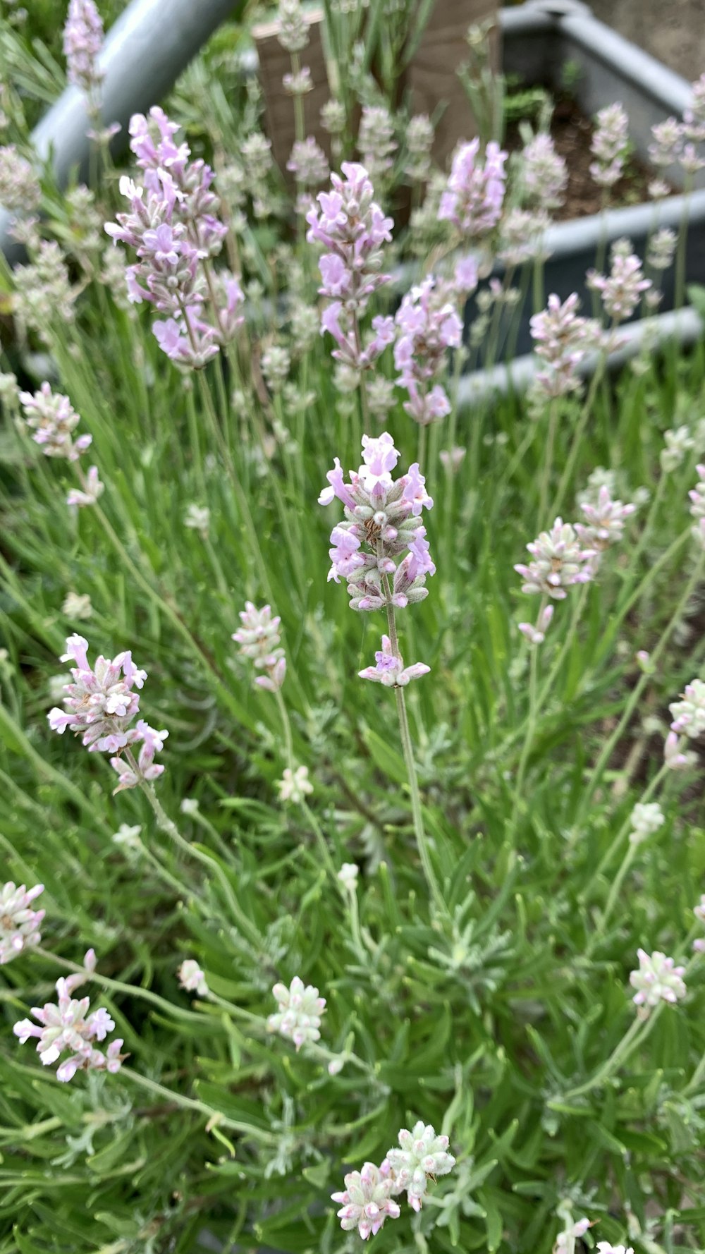 a close up of some flowers