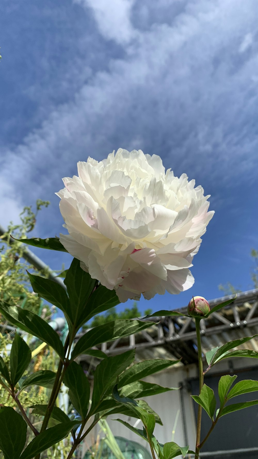 a white flower on a plant