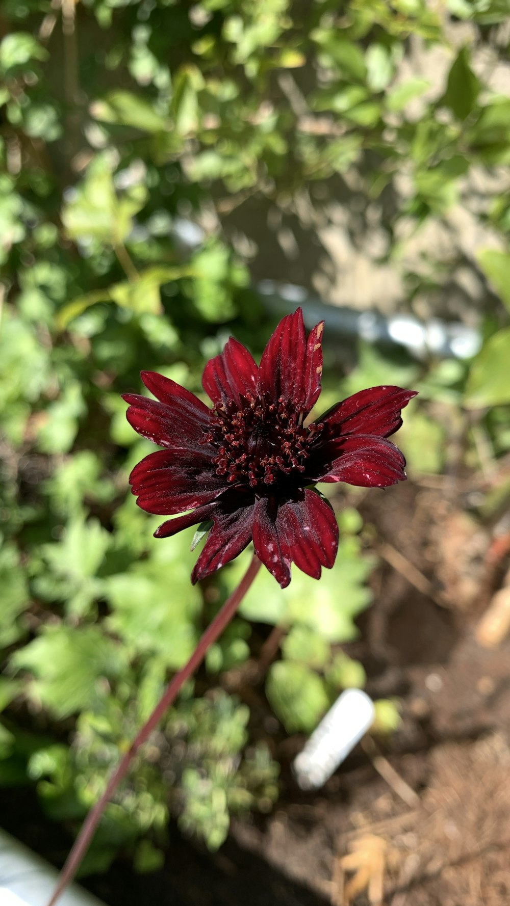 a red flower on a plant