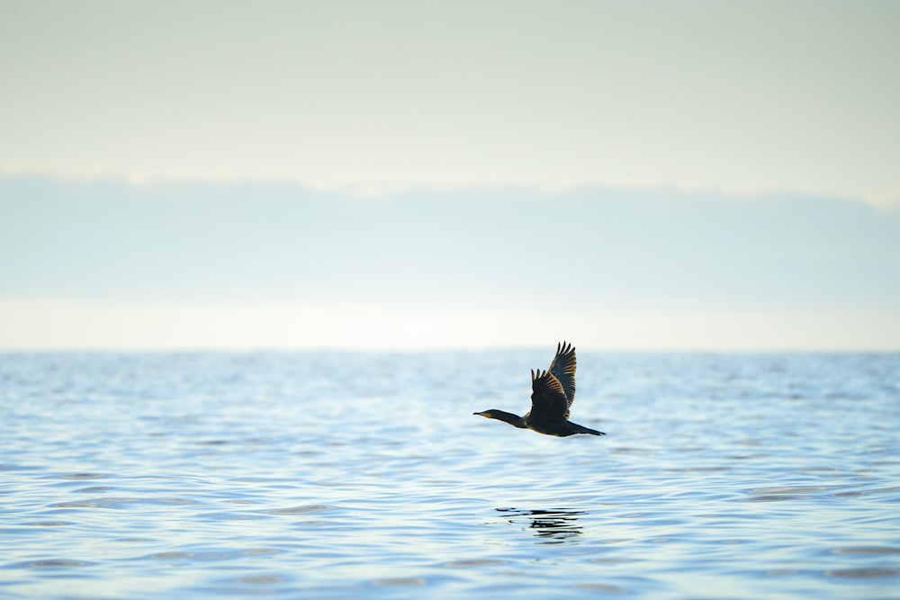 a bird flying over water