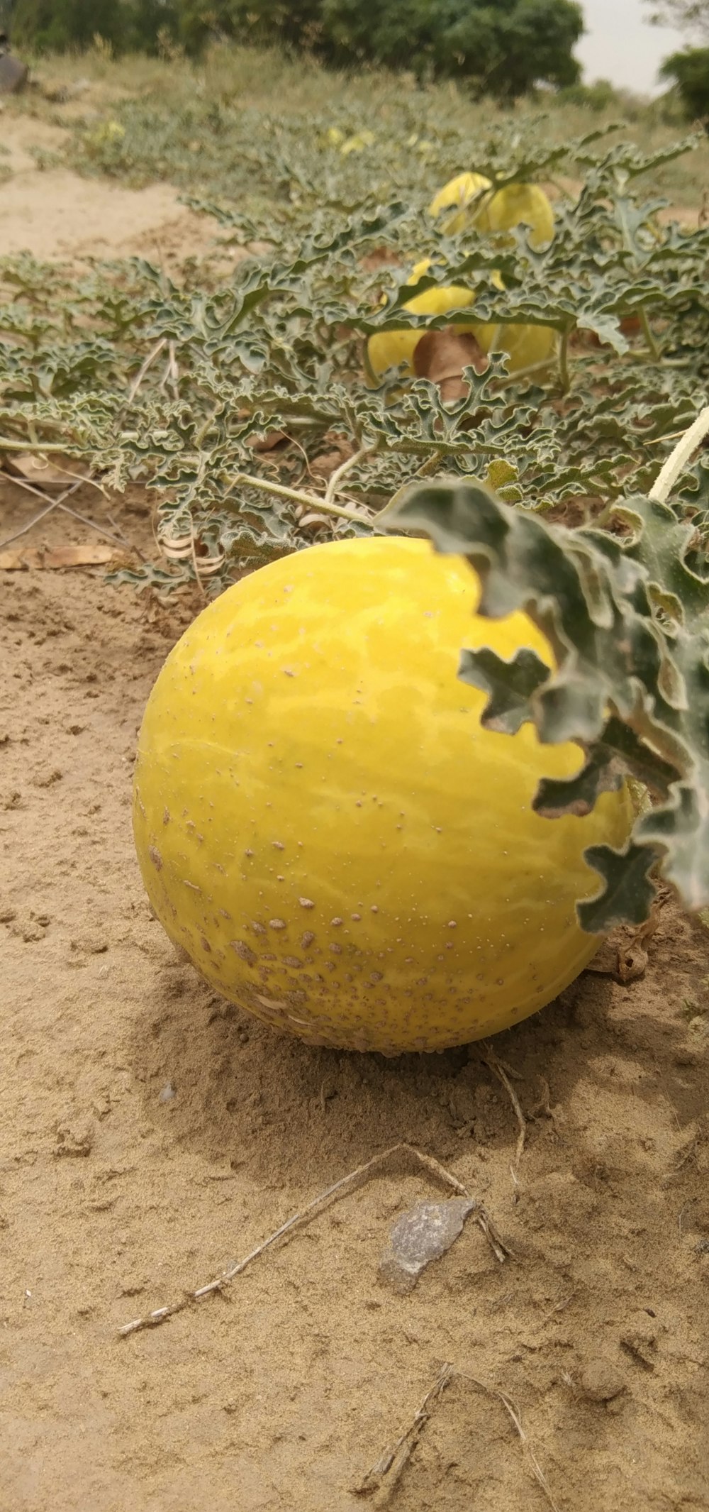 Eine gelbe Frucht auf dem Boden