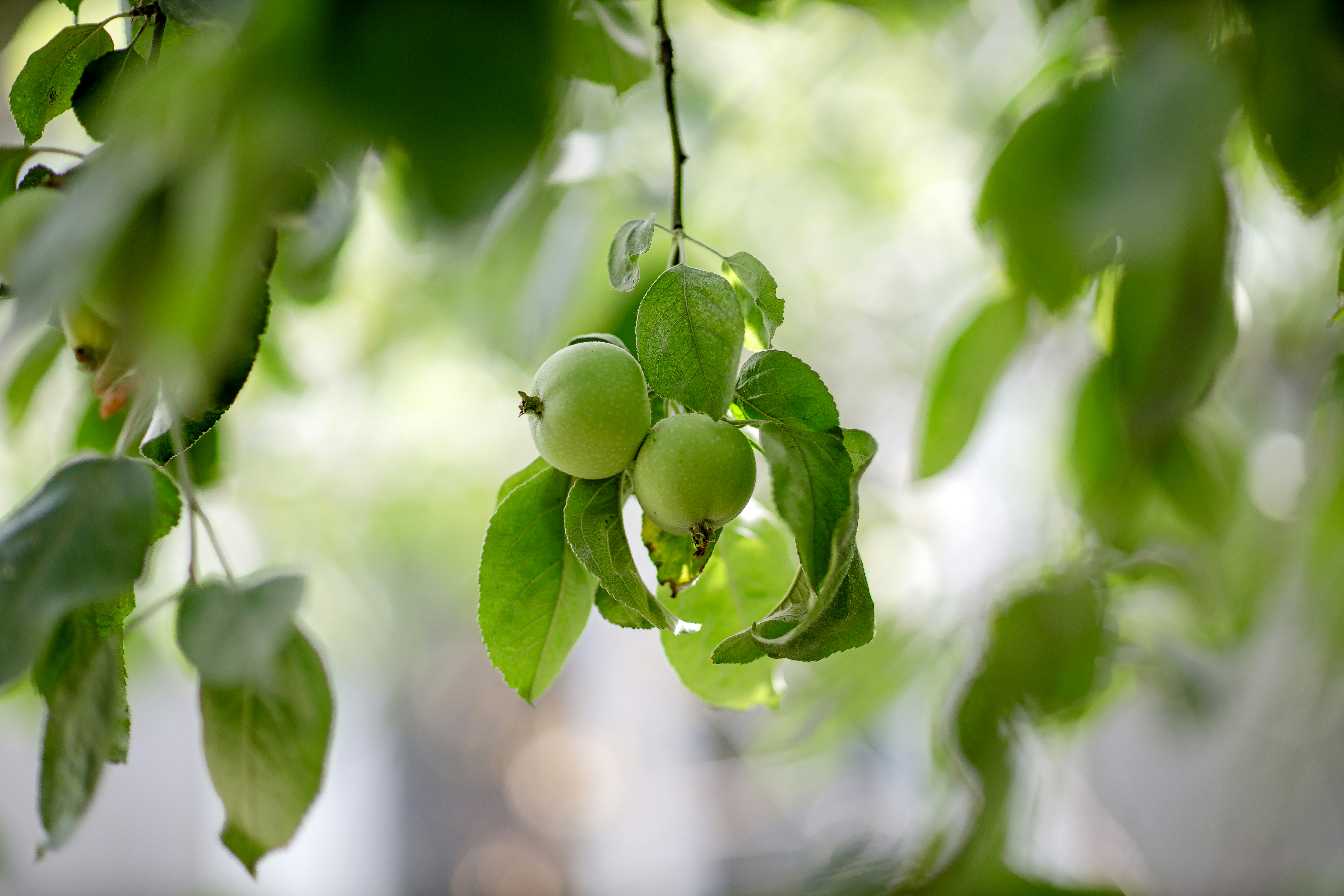 Photo by malygos6000