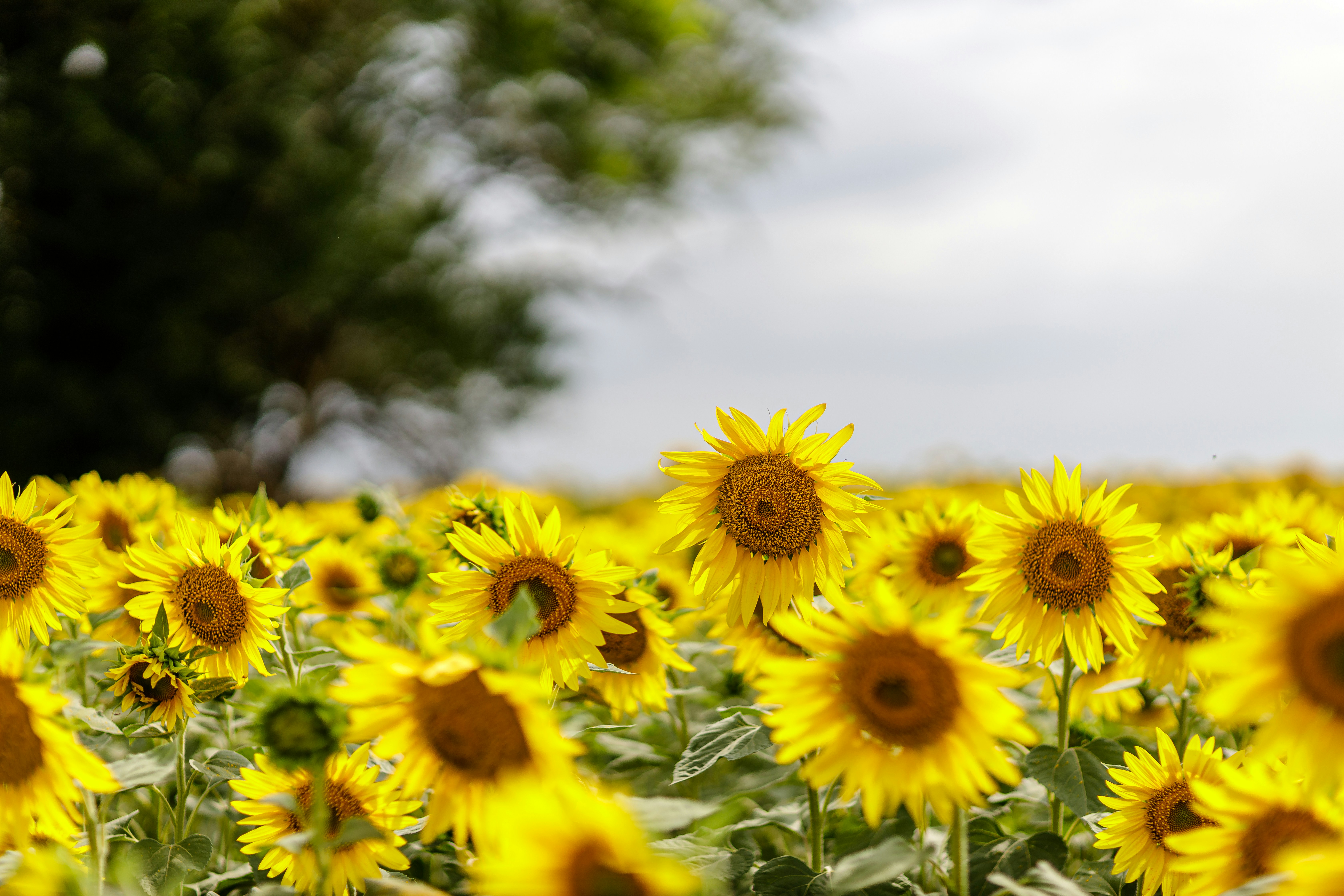 Photo by malygos6000