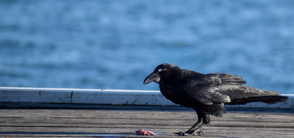 a bird on a railing