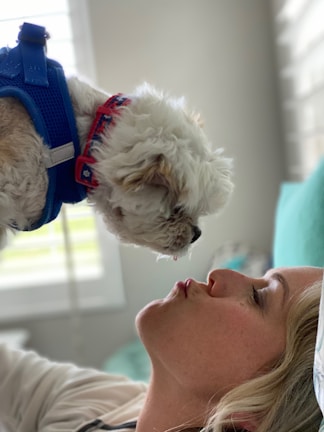 A person lying down with a small white dog wearing a blue harness leaning towards them. The dog and person are close to each other, conveying a moment of affection.