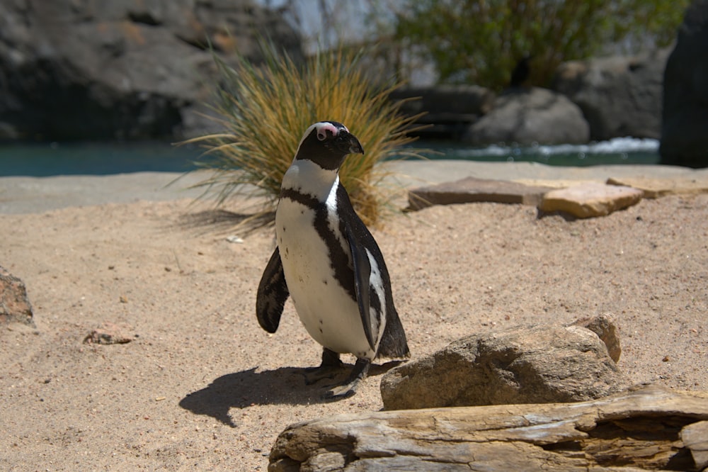 Ein Pinguin steht auf einem Felsen