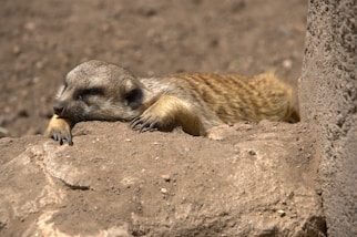 a small animal lying on a rock