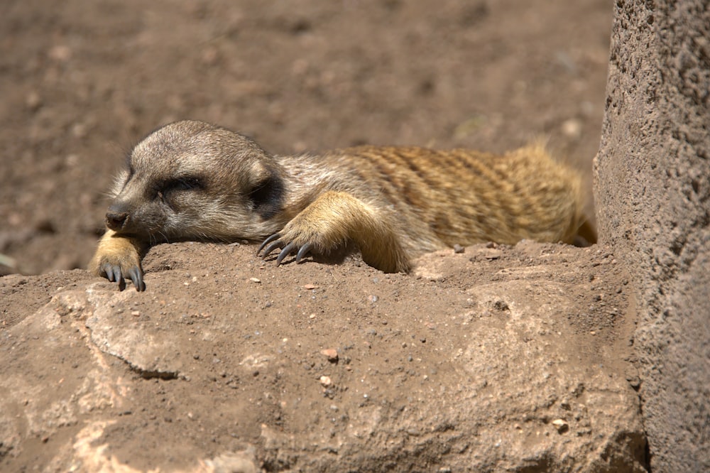a small animal lying on a rock