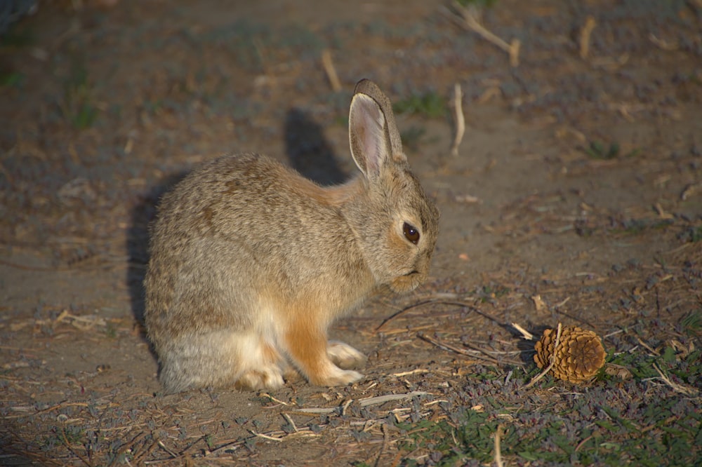 a rabbit sitting on the ground