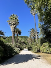 Sunlit archontophoenix alexandrae palm trees lining a garden path.