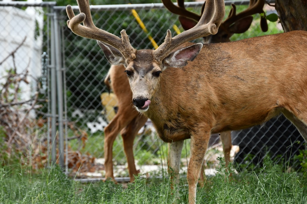 a couple deer in a fenced in area