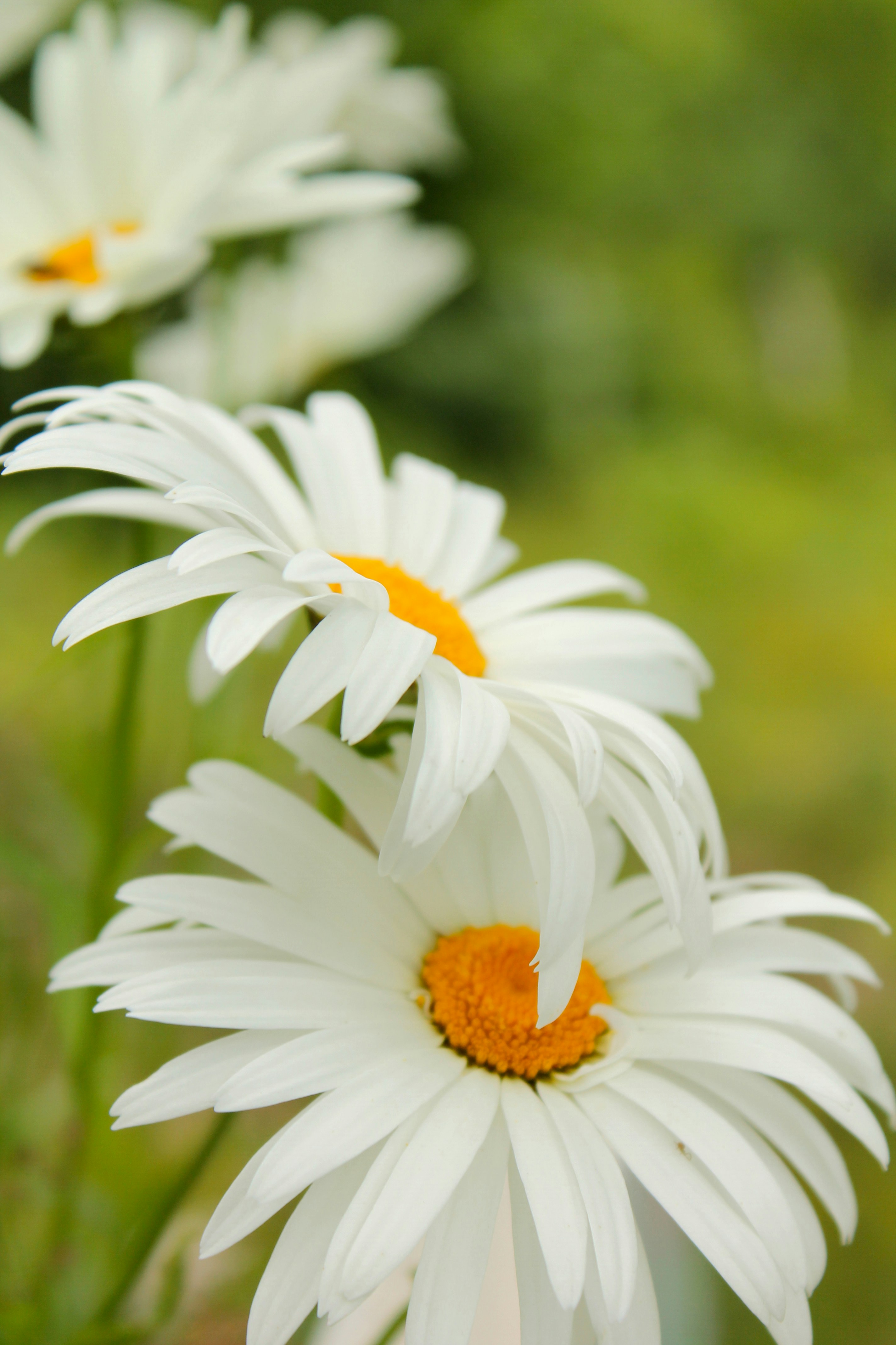 A close up of a white flower photo – Free Flower bouquet Image on Unsplash