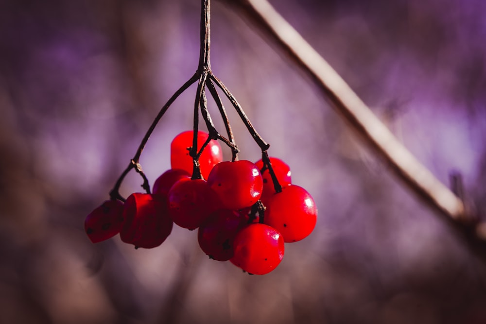 a close up of some berries