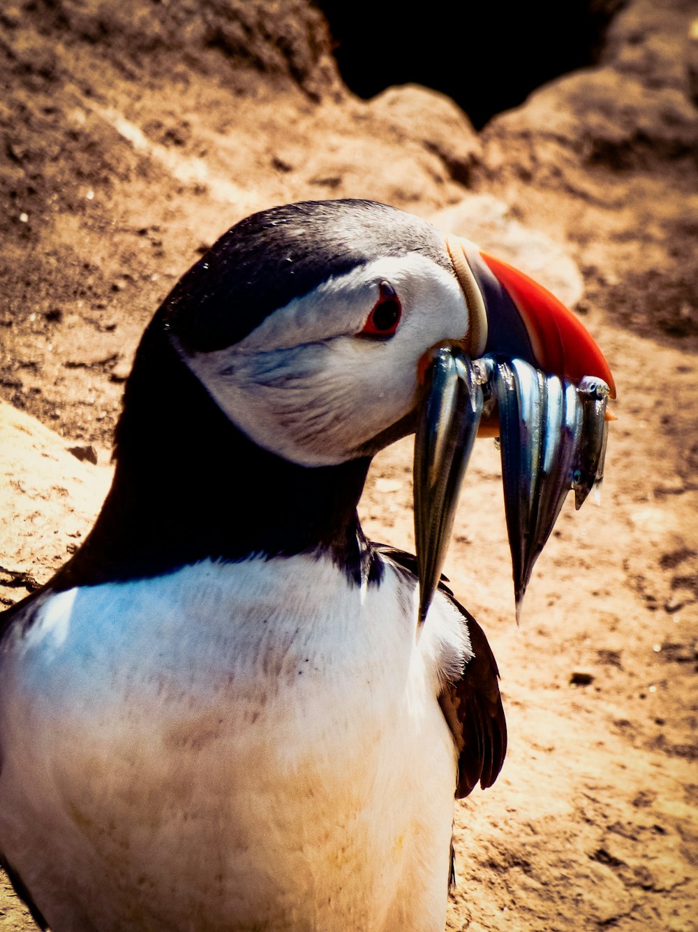 a penguin with a red beak