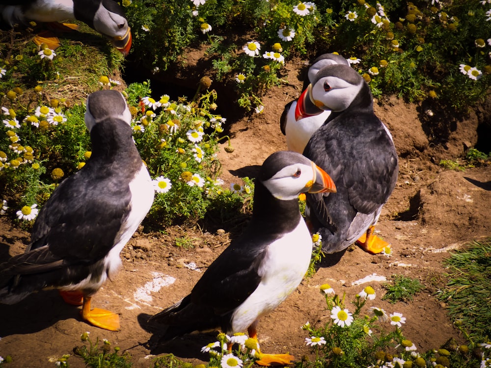 a group of birds standing on a rock