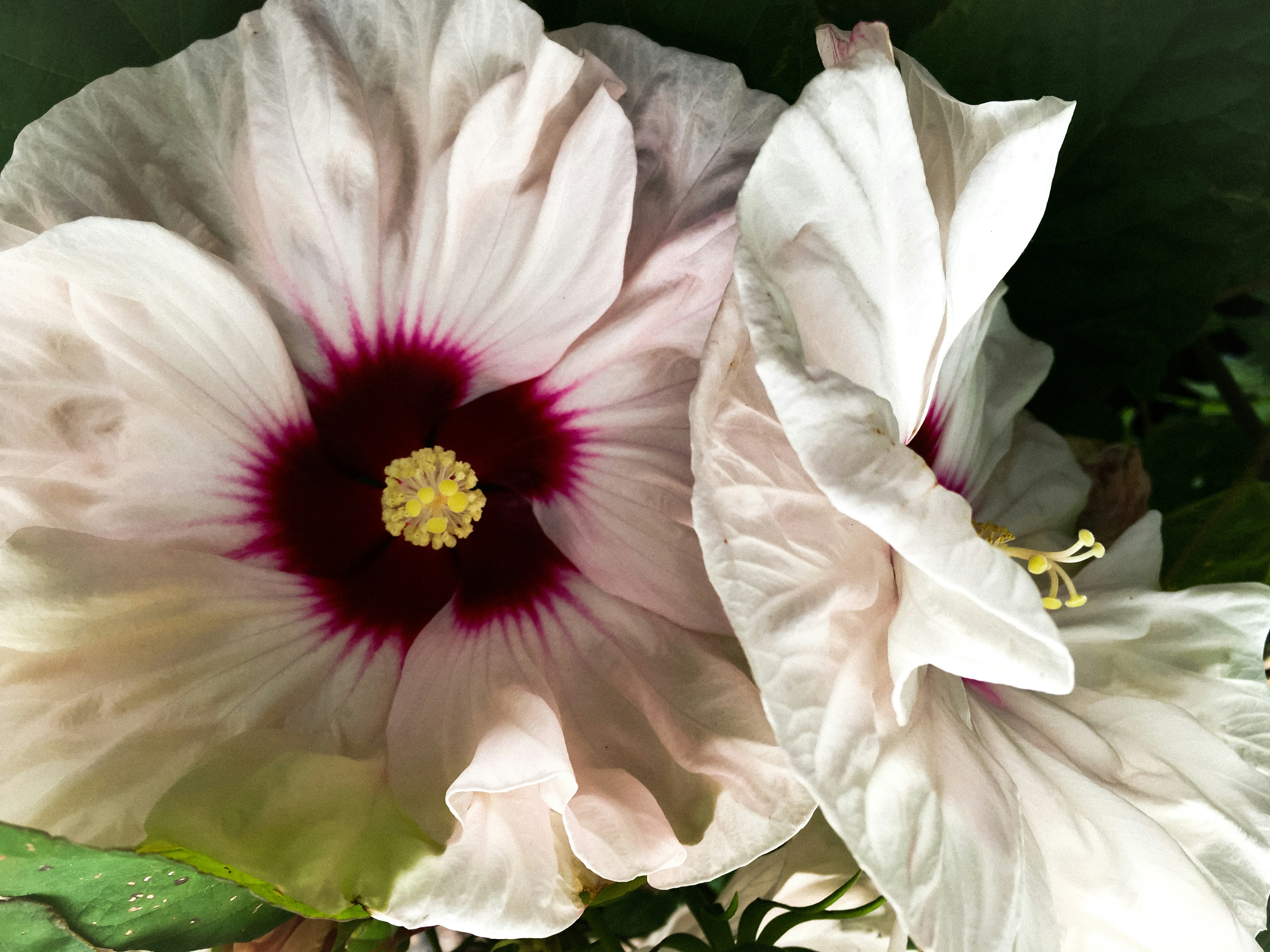 une fleur blanche et rouge