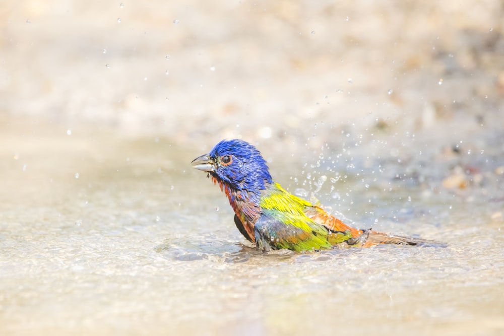 a colorful bird on the ground