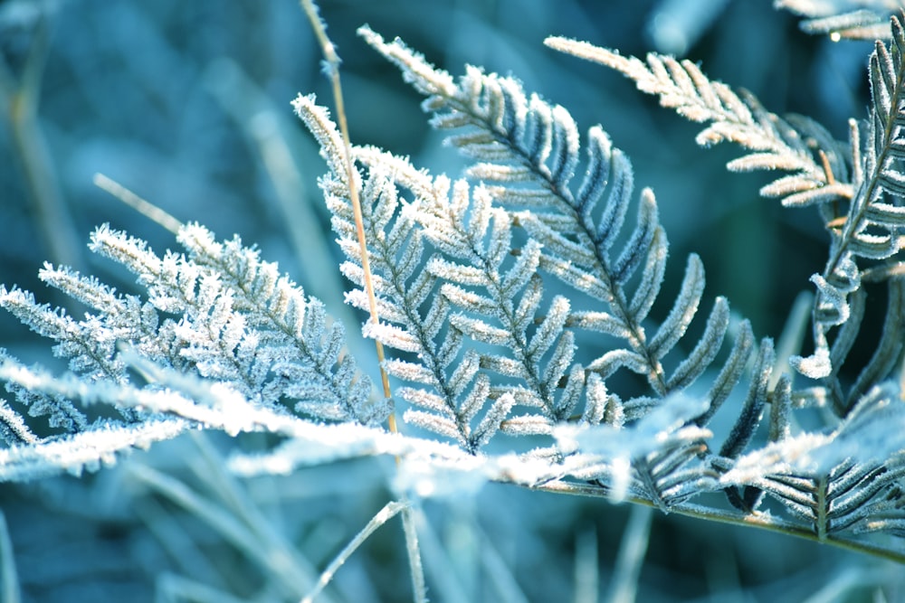 close up of a plant