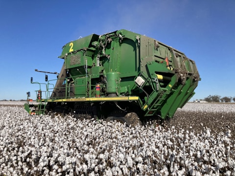 A large green agricultural machine navigating through a vast field of white cotton plants under a clear blue sky.