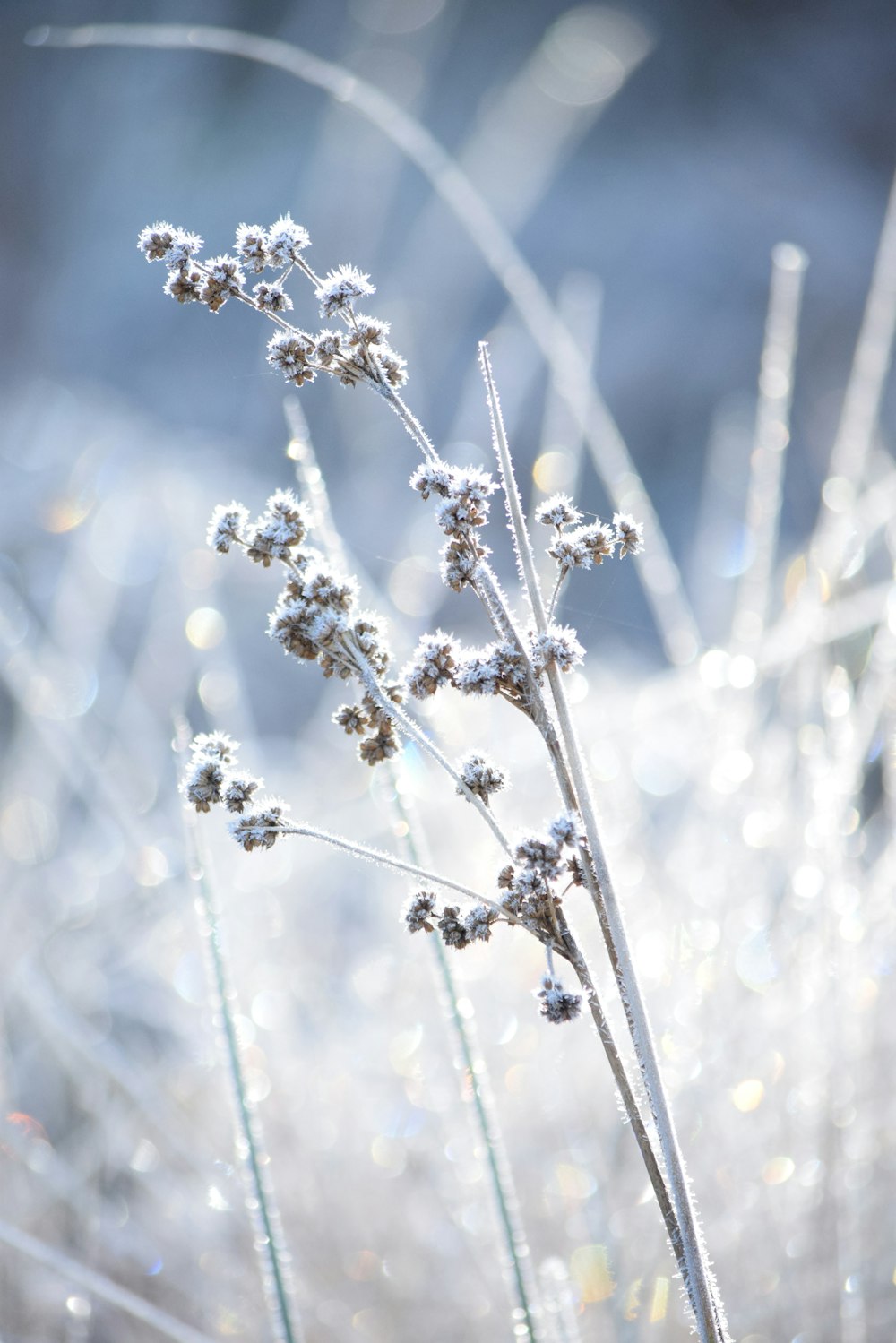 a close up of a plant